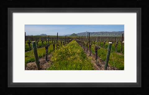 Framed Mustard plants growing in a vineyard, Edna Valley, San Luis Obispo County, California, USA Print