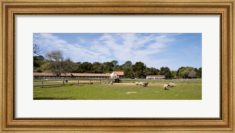 Framed Flock of sheep grazing in a farm, Mission La Purisima Concepcion, Santa Barbara County, California, USA Print