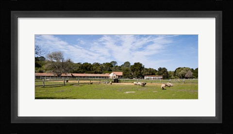 Framed Flock of sheep grazing in a farm, Mission La Purisima Concepcion, Santa Barbara County, California, USA Print