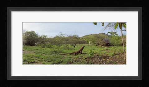 Framed Komodo Dragon (Varanus komodoensis) in a field, Rinca Island, Indonesia Print