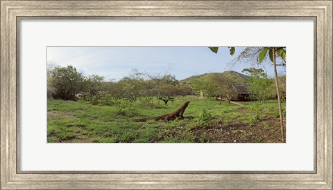 Framed Komodo Dragon (Varanus komodoensis) in a field, Rinca Island, Indonesia Print