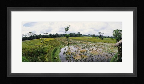 Framed Farmers working in a rice field, Bali, Indonesia Print