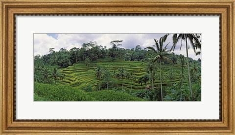 Framed Terraced rice field, Bali, Indonesia Print