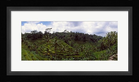 Framed Terraced rice field and Palm Trees, Flores Island, Indonesia Print