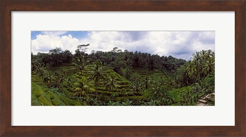 Framed Terraced rice field and Palm Trees, Flores Island, Indonesia Print