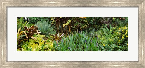 Framed Close-up of plants, Hawaii Print