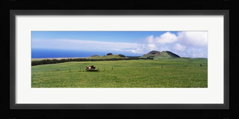 Framed Horses at feeding at trough in a ranch, Hawaii, USA Print
