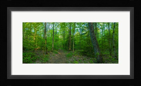 Framed Forest, Great Smoky Mountains National Park, Blount County, Tennessee, USA Print