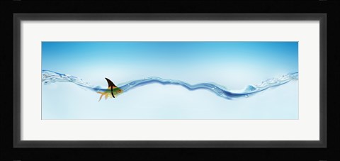 Framed Goldfish wearing shark fin Print