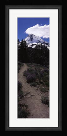 Framed Wildflowers along a trail with mountain in the background, Cloud Cap Trail, Mt Hood, Oregon, USA Print