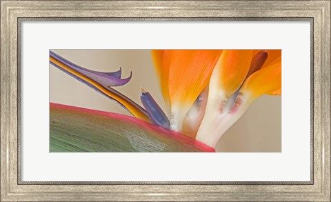 Framed Close Up of Strelitzia in bloom, California Print