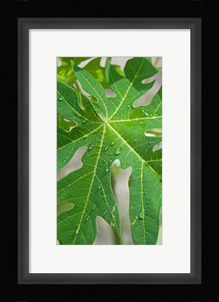 Framed Raindrops on papaya tree leaf, La Digue, Seychelles Print