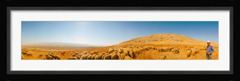 Framed Shepherd standing with flock of sheep, Jerusalem, Israel Print