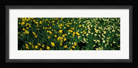 Framed Daffodils in Green Park, City of Westminster, London, England Print