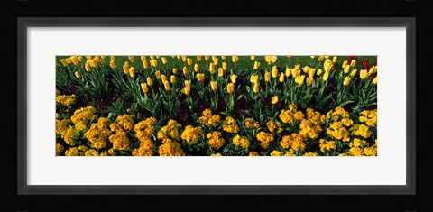 Framed Yellow Flower Bed, Hyde Park, City of Westminster, London, England Print