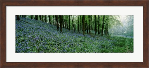 Framed Bluebell Wood near Beaminster, Dorset, England Print