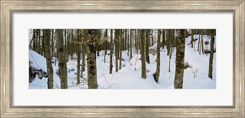 Framed Forest near Lake Bled, Upper Carniola, Slovenia Print