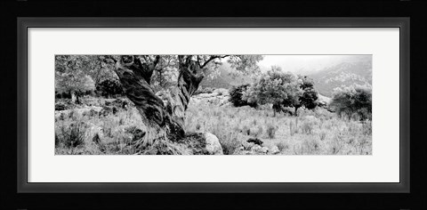 Framed Olive Grove, Majorca, Balearic Islands, Spain Print