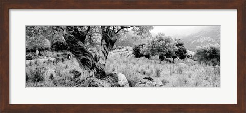Framed Olive Grove, Majorca, Balearic Islands, Spain Print