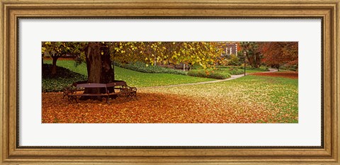 Framed Autumn Leaves in a Park, Christchurch, South Island, New Zealand Print