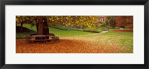 Framed Autumn Leaves in a Park, Christchurch, South Island, New Zealand Print