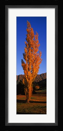 Framed Poplar tree on Golf Course, Queenstown, South Island, New Zealand Print