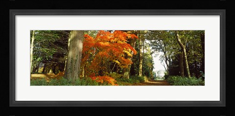 Framed Autumn trees at Thorp Perrow Arboretum, Bedale, North Yorkshire, England Print