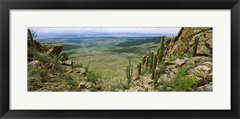 Framed Saguaro cactus, Tucson Mountain Park, Arizona Print
