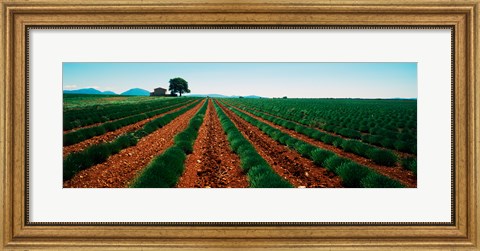 Framed Harvested lavender field, Plateau De Valensole, Alpes-De-Haute-Provence, Provence-Alpes-Cote d&#39;Azur, France Print
