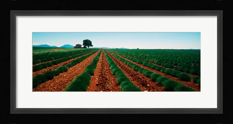 Framed Harvested lavender field, Plateau De Valensole, Alpes-De-Haute-Provence, Provence-Alpes-Cote d'Azur, France Print