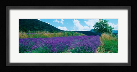 Framed Lavender field, Provence-Alpes-Cote d'Azur, France Print