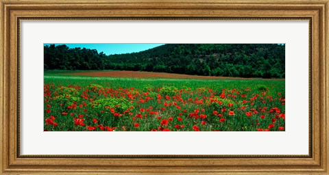 Framed Poppies in a field, Provence-Alpes-Cote d&#39;Azur, France Print