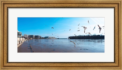 Framed Flock of birds flying at Old Georgetown waterfront, Potomac River, Washington DC, USA Print