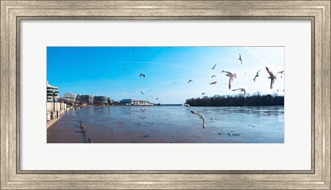Framed Flock of birds flying at Old Georgetown waterfront, Potomac River, Washington DC, USA Print
