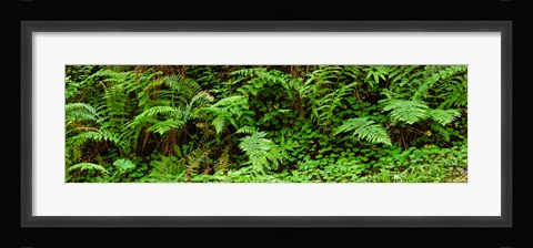 Framed Ferns in front of Redwood trees, Redwood National Park, California, USA Print