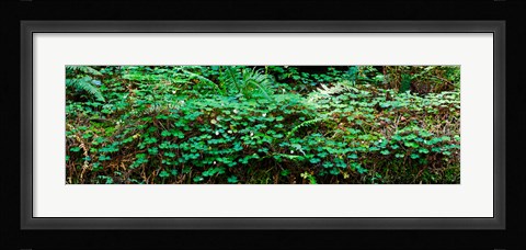 Framed Clover and Ferns on downed Redwood tree, Brown's Creek Trail, Jedediah Smith Redwoods State Park, California, USA Print
