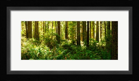 Framed Ferns and Redwood trees in a forest, Redwood National Park, California, USA Print