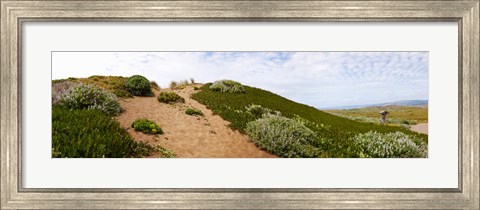 Framed Sand dunes covered with iceplants, Manchester State Park, California Print