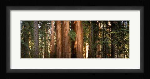 Framed Redwood trees in a forest, Sequoia National Park, California, USA Print