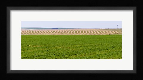 Framed Harvested alfalfa field patterns, Oklahoma, USA Print