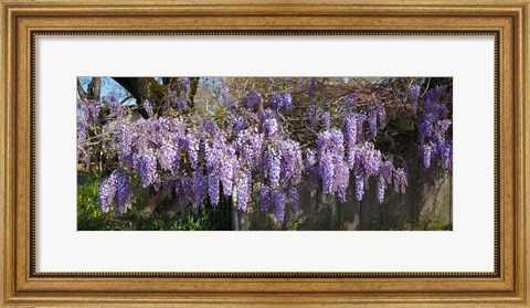Framed Wisteria flowers in bloom, Sonoma, California, USA Print