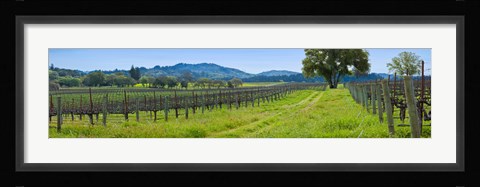 Framed Vineyard in Sonoma Valley, California, USA Print