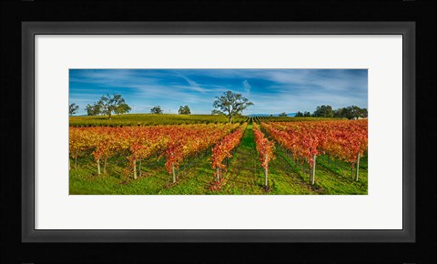 Framed Autumn vineyard at Napa Valley, California, USA Print