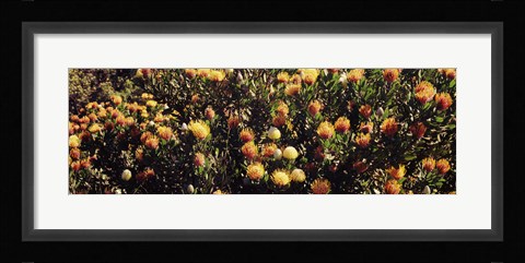 Framed Wildflowers in a field, Maui, Hawaii Print