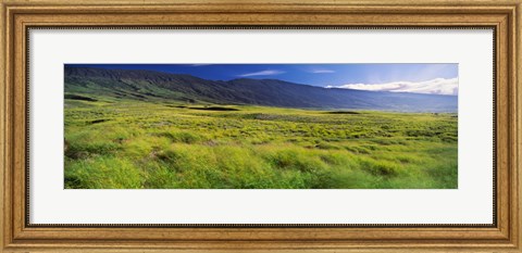 Framed Grassland, Kula, Maui, Hawaii, USA Print