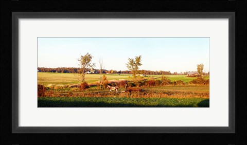 Framed Amish farmer plowing a field, USA Print