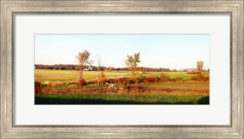 Framed Amish farmer plowing a field, USA Print