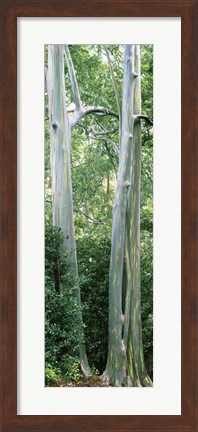 Framed Trees in a forest, Hawaii, USA Print