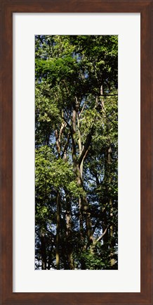 Framed Low angle view of a tree, Hawaii, USA Print