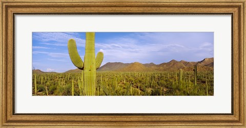 Framed Cactus Field, Saguaro National Park, Arizona Print